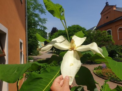 Magnolia macrophylla šácholan velkolistý...
